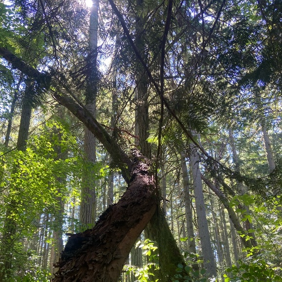 Meet your Posher🙋‍♂️ - Picture 3 of 4